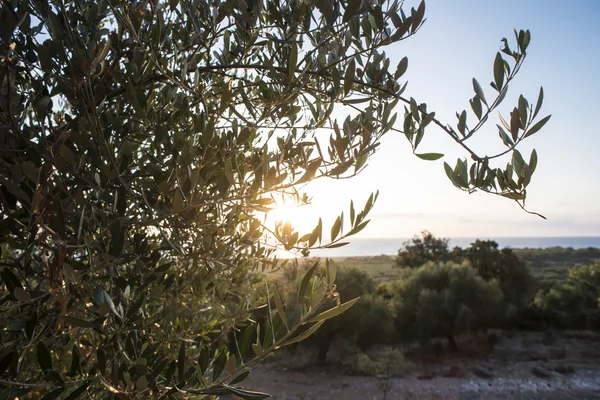 Olivier majestueux sous le soleil